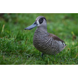 Pink Eared Ducks